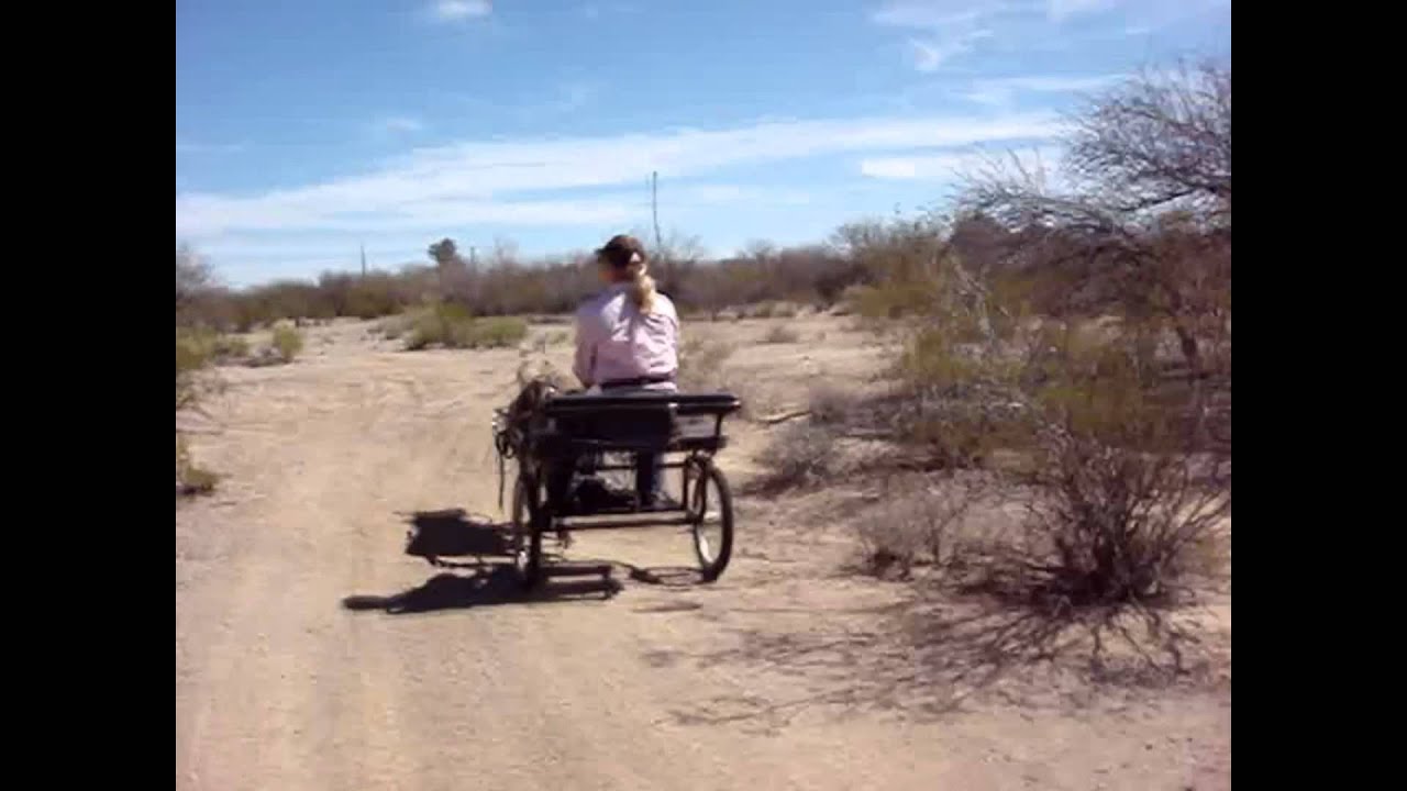 Cracker the Mini Mule and his cart...
