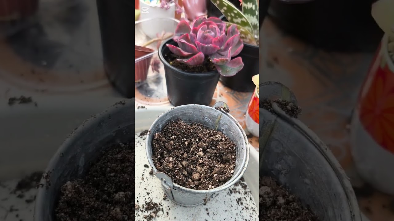 Comparaci&oacute;n de sustrato. Sybotanica y composana.