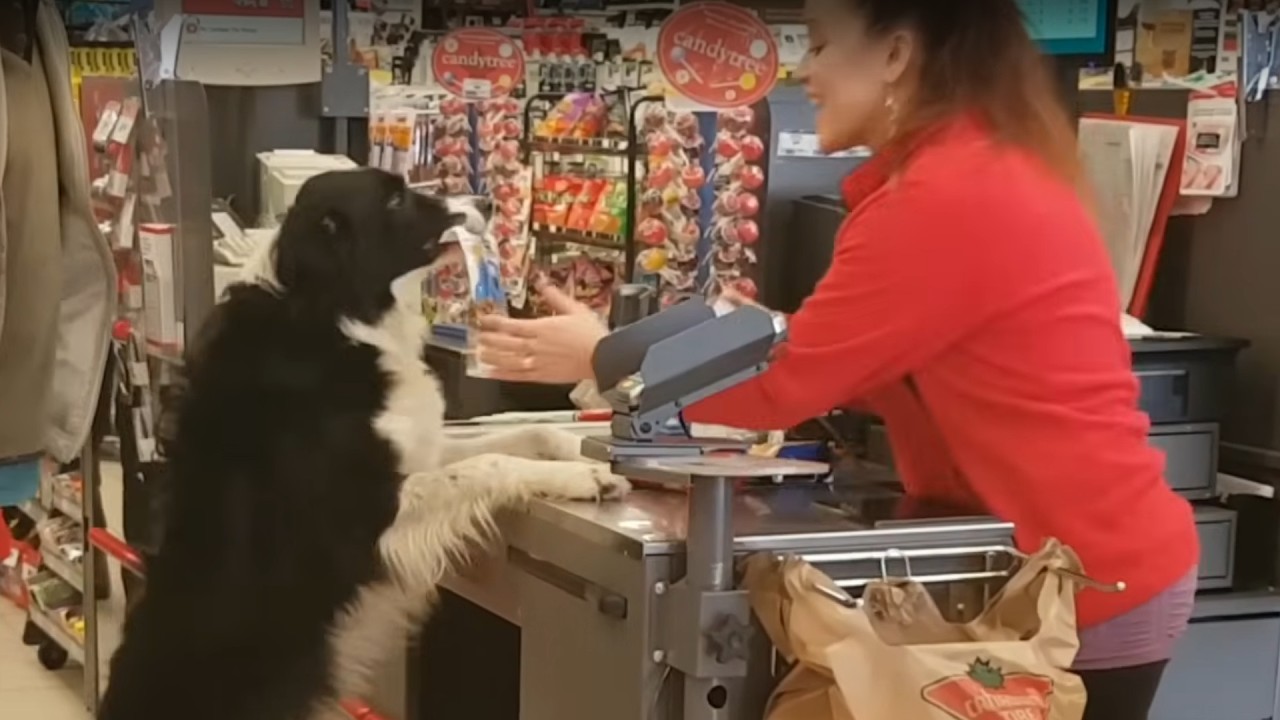 Smart  Dogs Compilation - Funny 😂