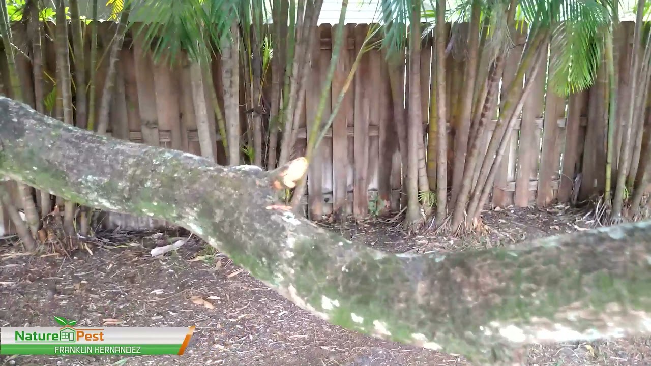 How to properly care for an overgrown mango tree by pruning or trimming it correctly dealing disease
