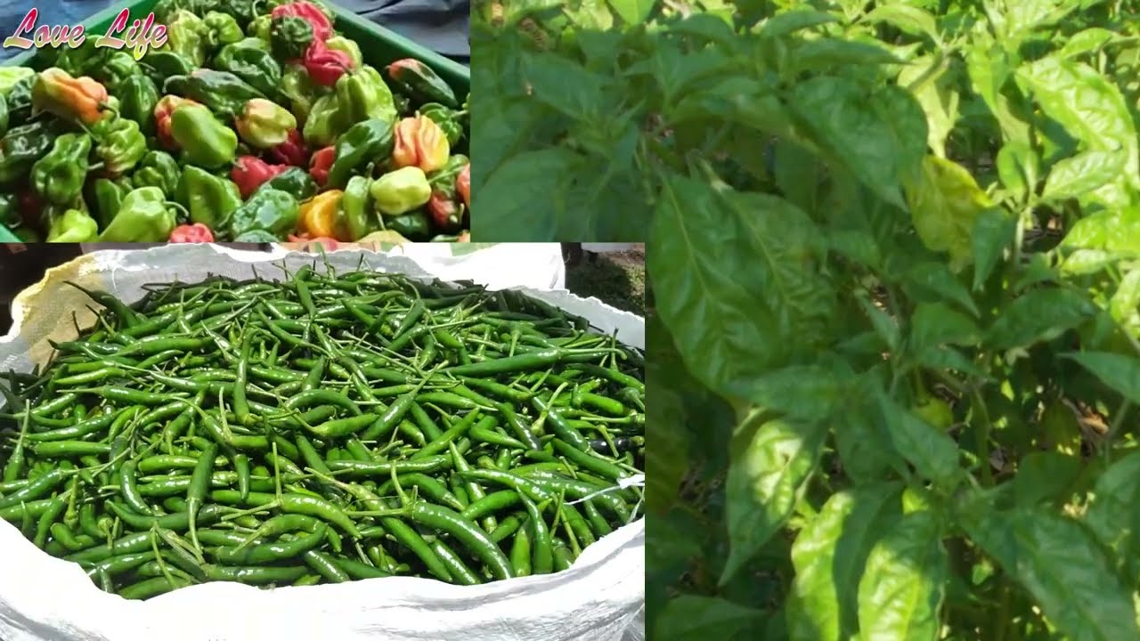 Growing Pepper in Uganda Part 2 | Grow Healthy Chili and Hot Pepper | Tips on planting the Nursery