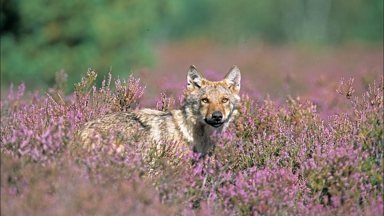 Die Königsbrücker Heide (MDR Doku)