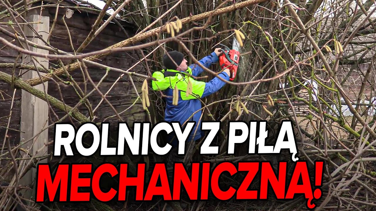 Rolnicy. Podlasie. Jarek pomaga ojcu. Przycina krzaki na podwórku