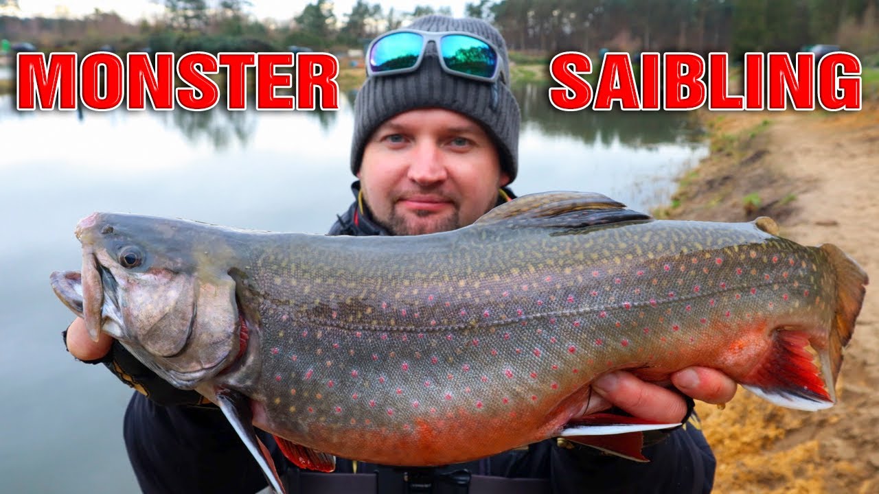 Monster SAIBLING im Angelpark Thönse | Forellenangeln im Winter