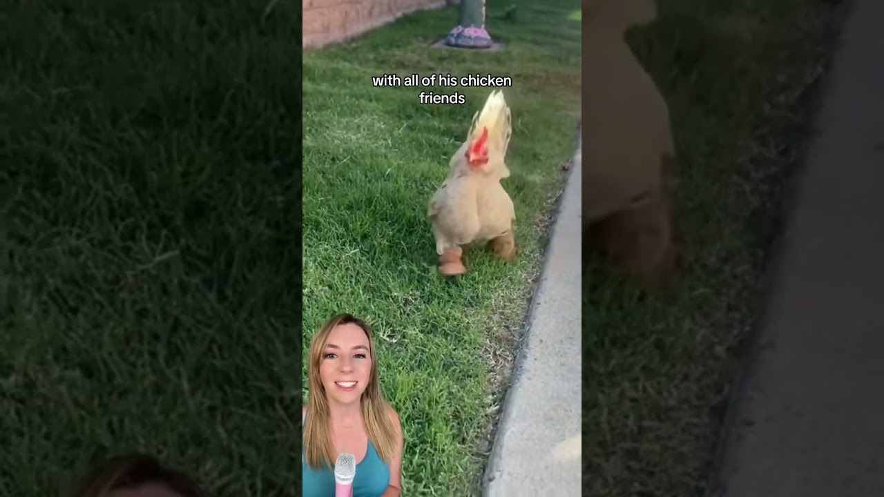 Nubz, the chicken who wears boots to help him walk, is back on his feet looking stylish as ever!