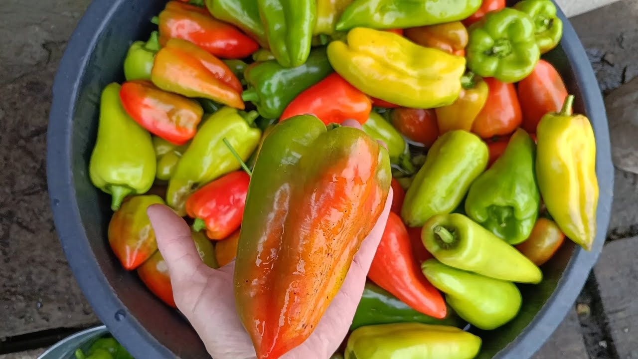Harvesting Peppers . Mowing my garden.  Weeding the strawberries.  Garden Tour in November.