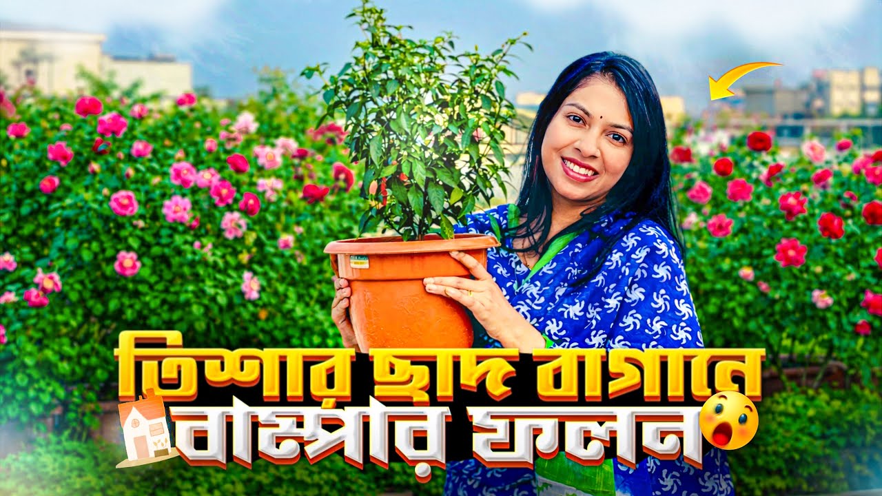 তিশার ছাদবাগানে বাম্পার ফলন 😍