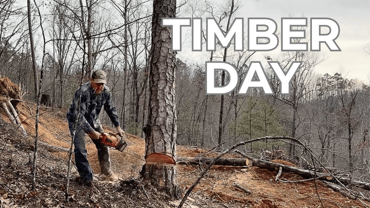 Dangerous Tree Removal Goes Perfectly to Plan