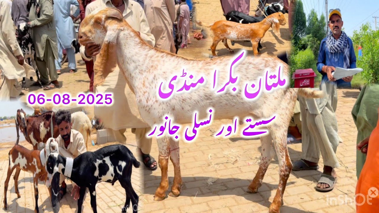 Multan Bakra Mandi | Sasty janwer | Goat market | Barkat Farm 