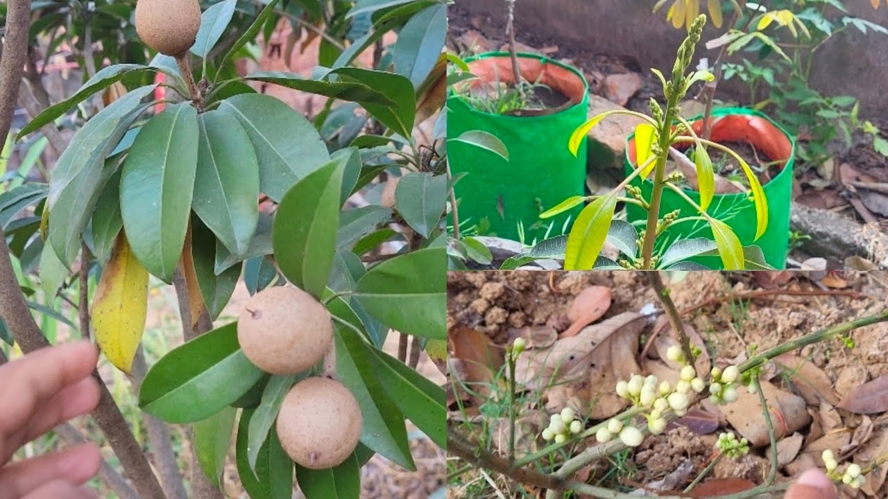 Mango or orange ke Plant me  flower aane lge hai...