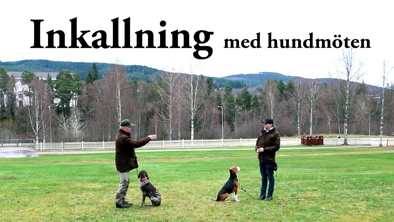 Hundskolan: Inkallning och hundmöten