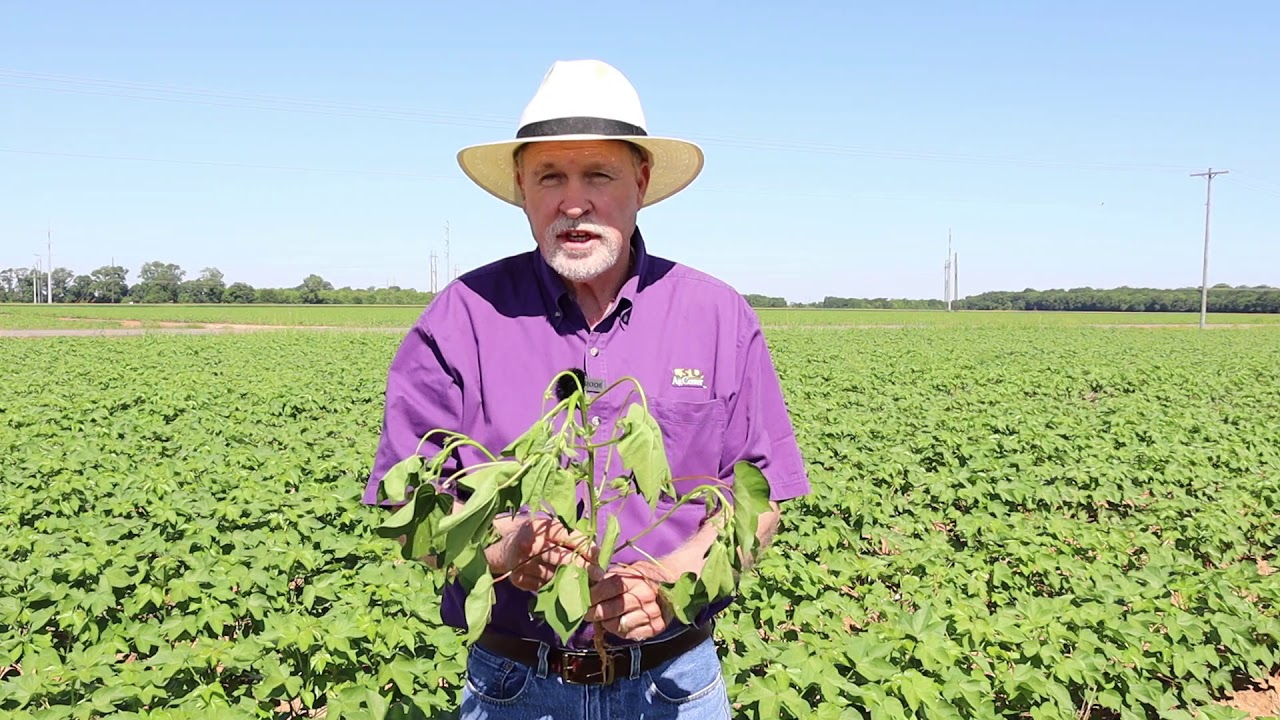 Cotton Growth and Development