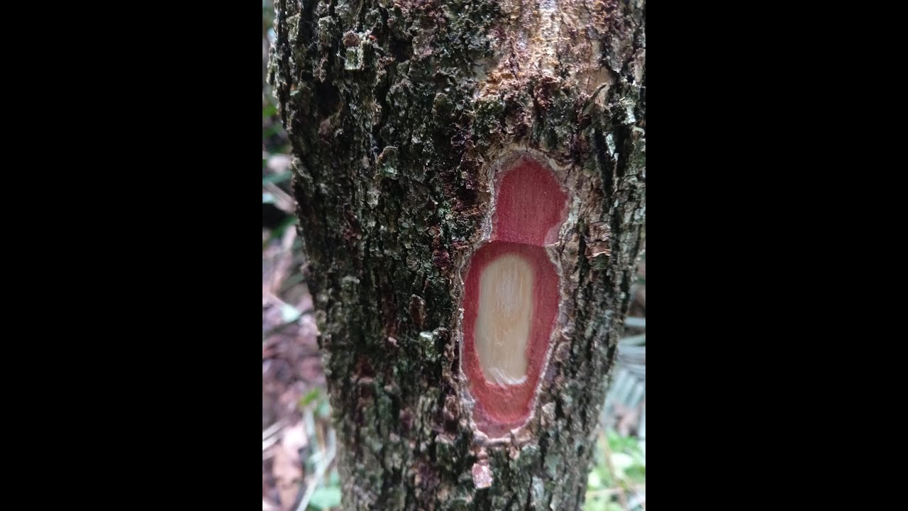 Video polémico! Cortes a los árboles para su identificación: Si? No? por qué? para qué? y Cómo?