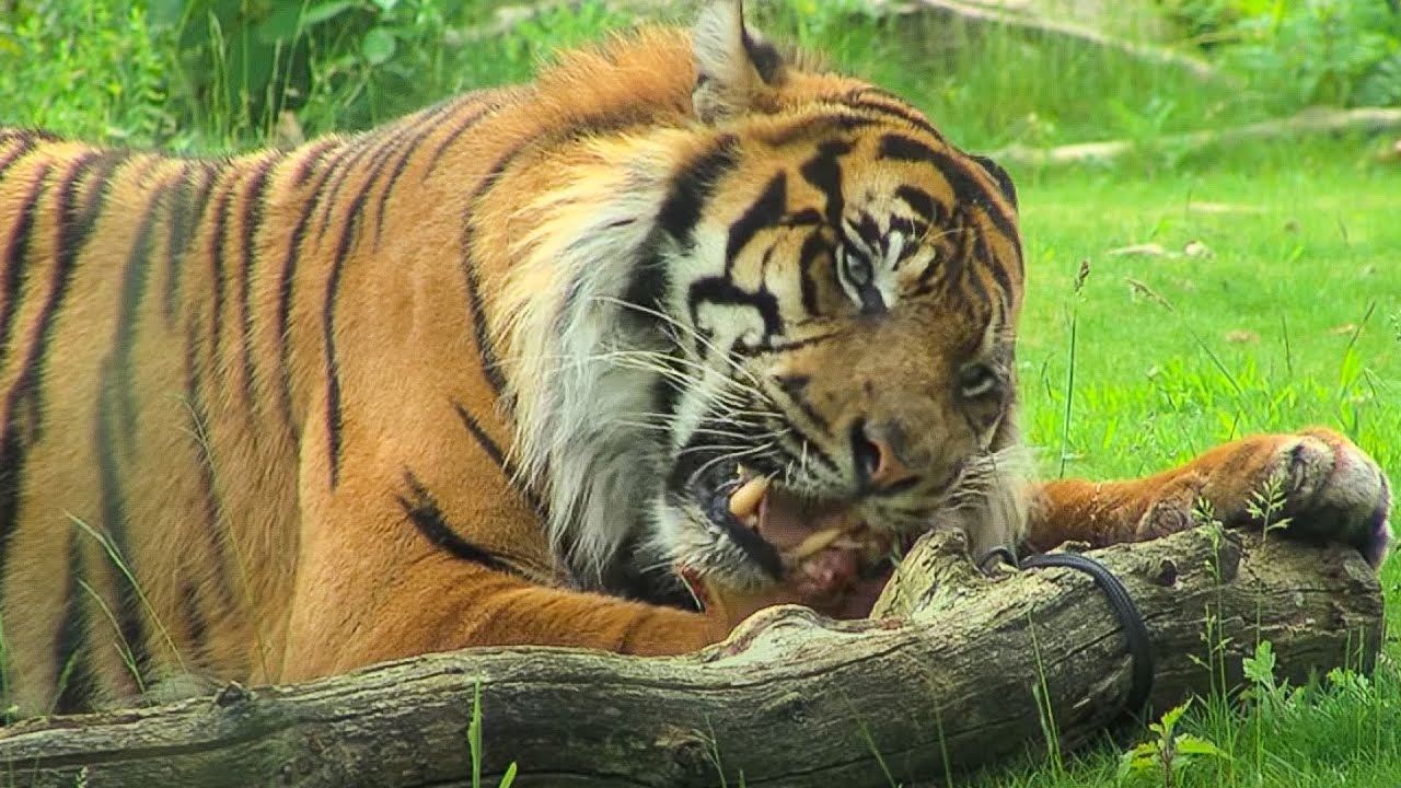 Het voeren van de tijgers | Burgers' Zoo Natuurlijk | Arnhem