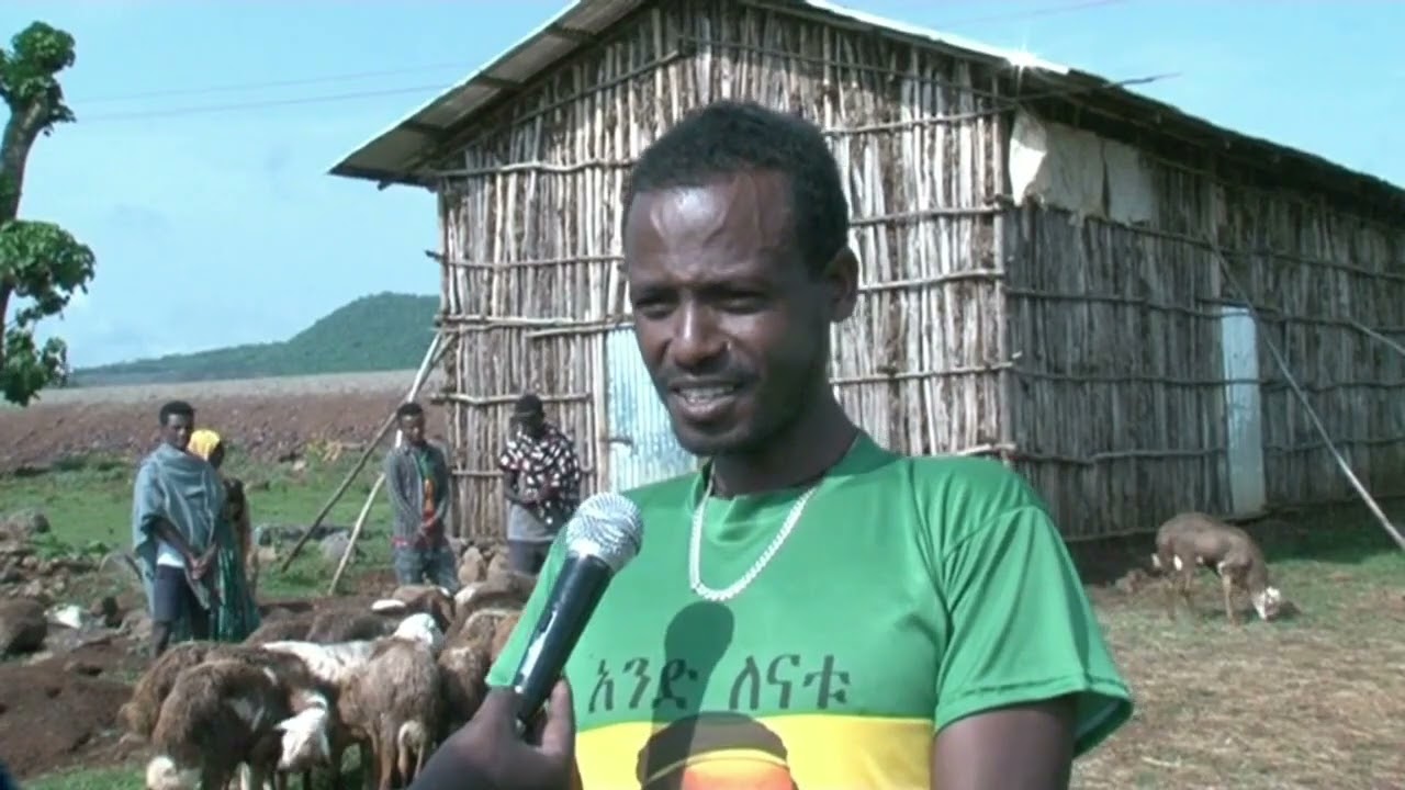በባህርዳር ዙሪያ ወረዳ በበግ ማድለብ የተሰማሩ ወጣቶች የስራ እንቅስቃሴ