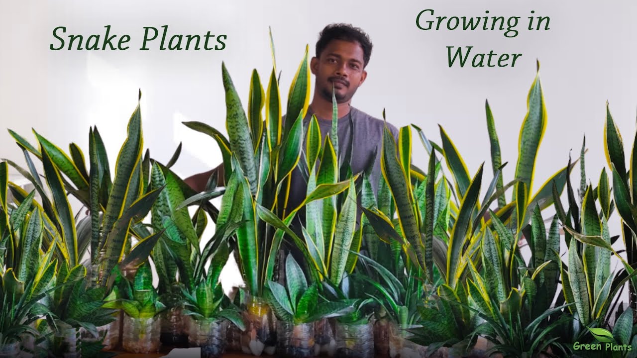 Grow Snake Plants Only in Water indoor | Snake Plants Water Decoration Ideas//GREEN PLANTS