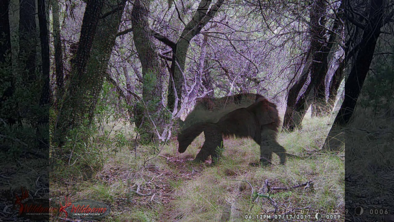 Trail Cam Journey, эпизод 2: Медведи