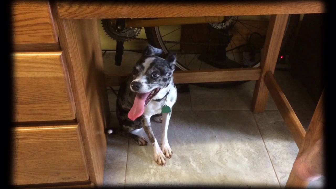 Sileo: anxiety medication for dogs with noise phobia