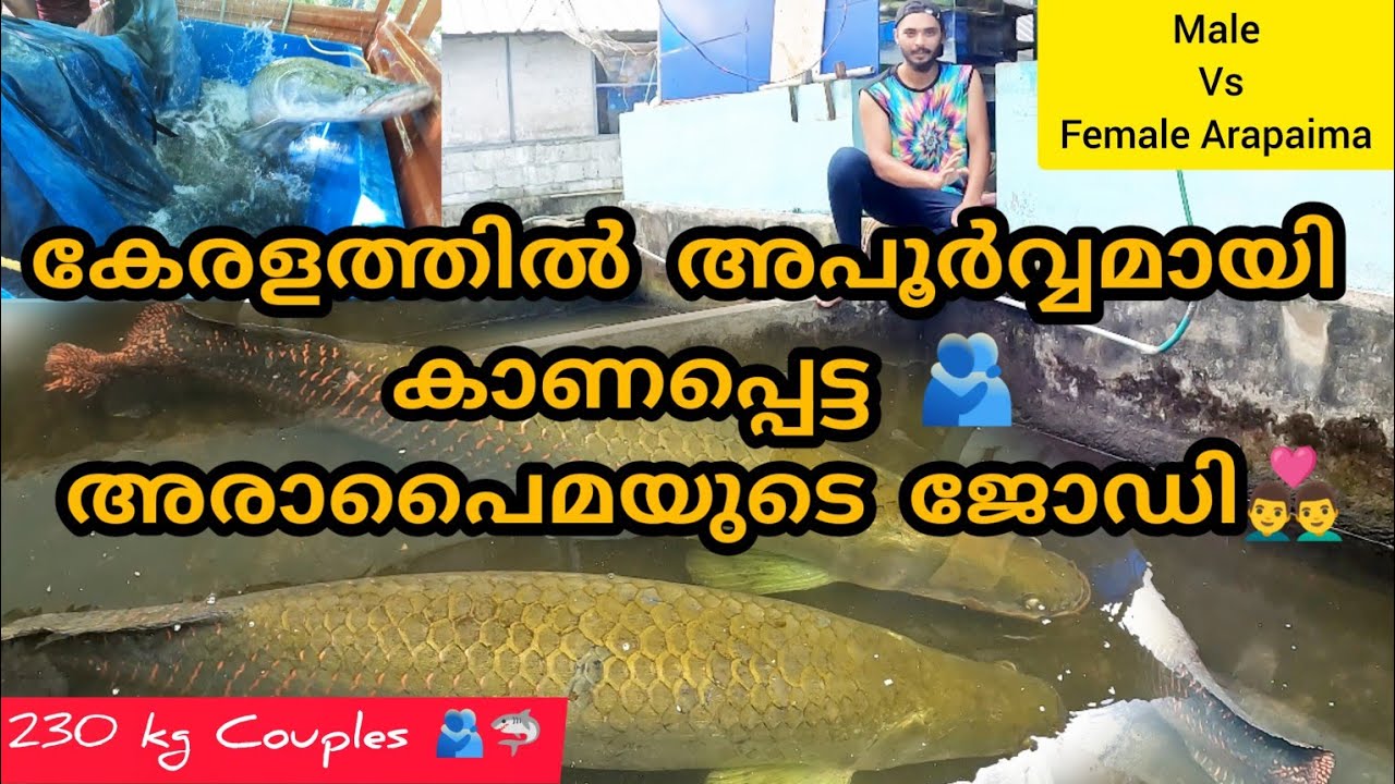 കേരളത്തിൽ നിന്ന് ആദ്യമായി പിടികൂടിയ👨‍❤️‍👨അരാപൈമയുടെ ജോഡി🫂| Arapaima pair #arapaimabreeding
