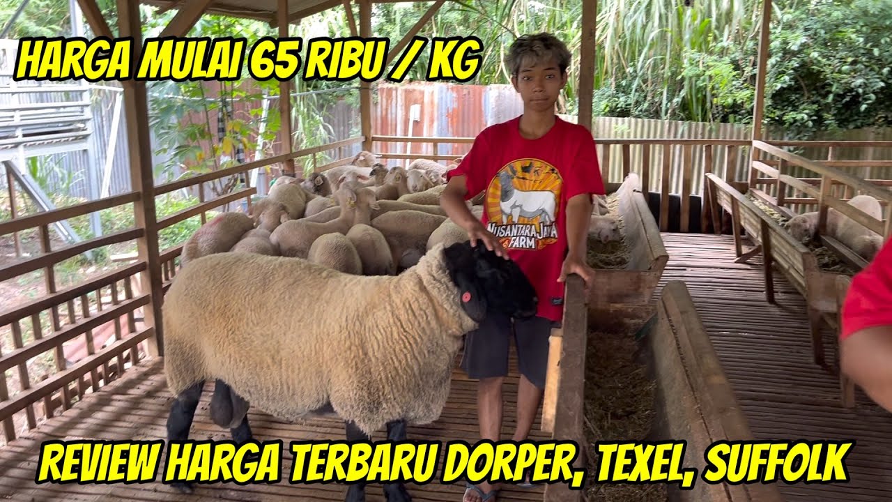 HARGA DOMBA DORPER, SUFFOLK, TEXEL, KOMPOSIT TURUN MULAI 65 RIBU PERKILO DI NUSANTARA JAYA FARM
