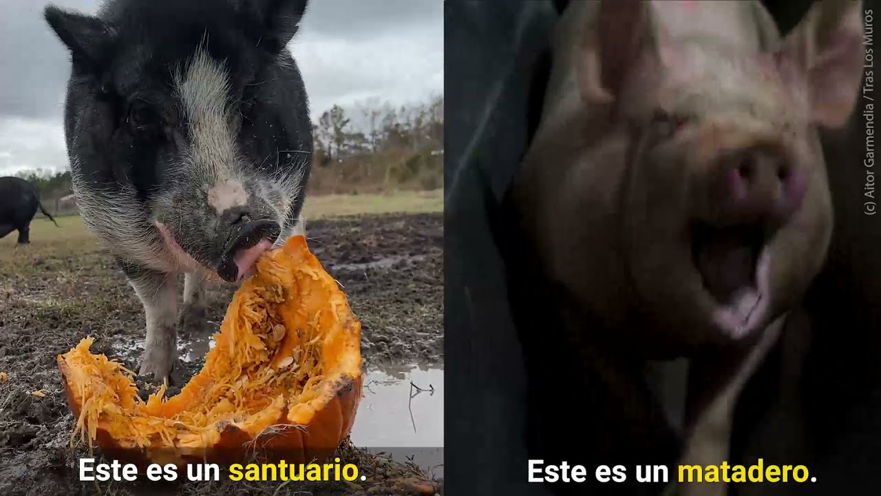 Matadero vs. Santuario