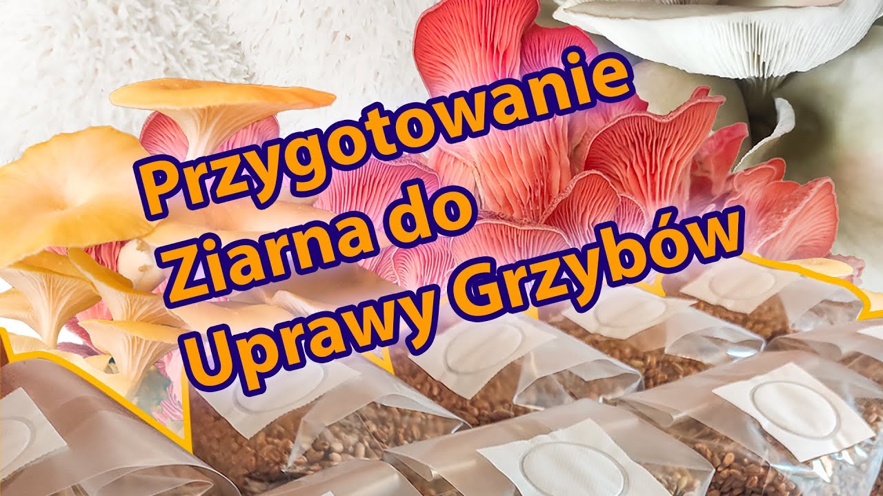 Przygotowanie ziarna do uprawy grzyb&oacute;w. Hodowla Grzyb&oacute;w. Sterylizacja ziarna do hodowli grzyb&oacute;w.