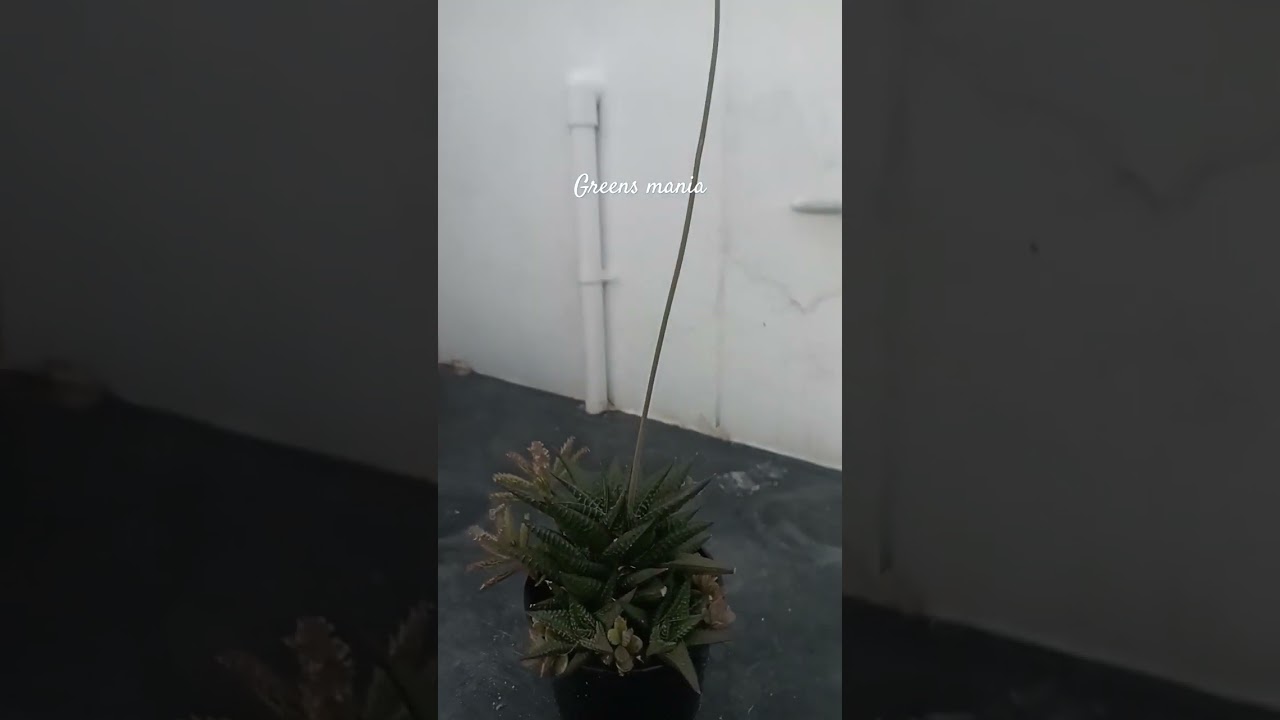 Limifolia blooms/haworthia variety