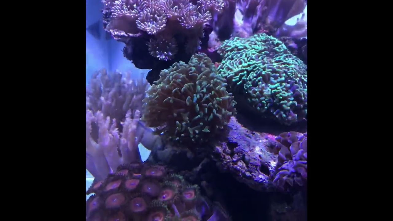 Acquario Marino Aqpet 50x50 cetus2