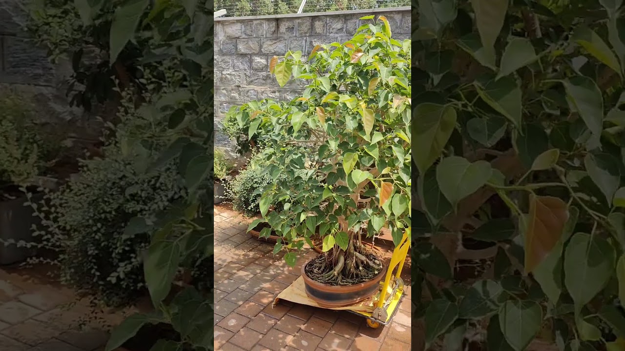Bodhi Bonsai @treecraftbonsai Bangalore