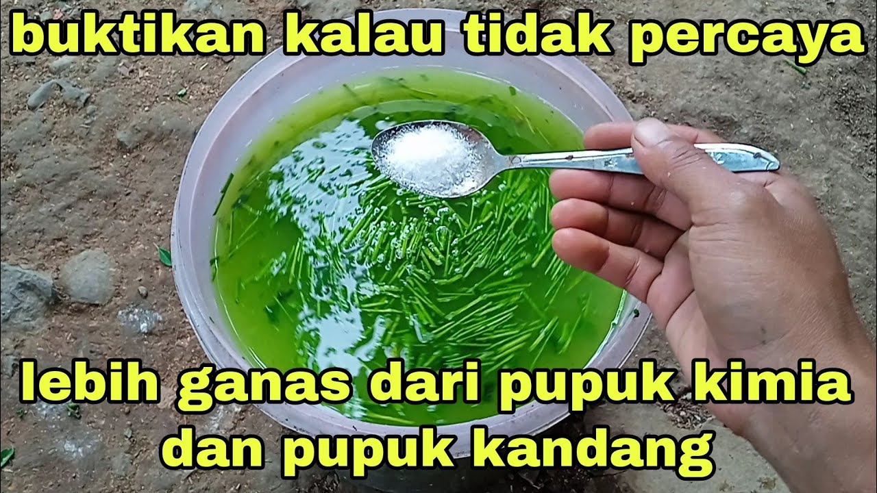 saya terkejut melihat hasilnya pupuk ini lebih ganas dari pupuk kimia dan pupuk kandang