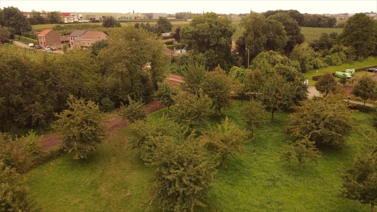 Hoogstamboomgaarden in Haspengouw - OMD2021