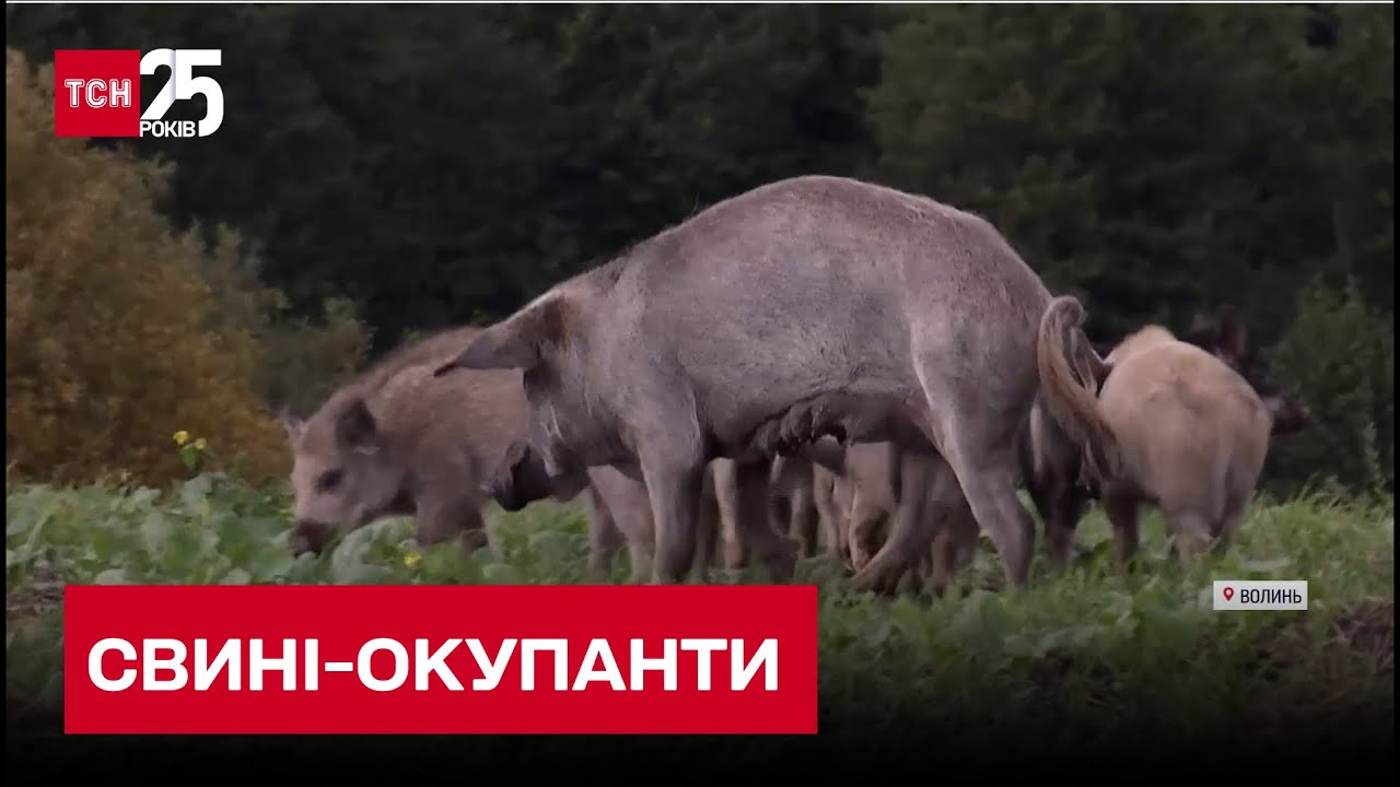 На Волыни свои оккупанты: дикие свиньи терроризируют сразу несколько сел