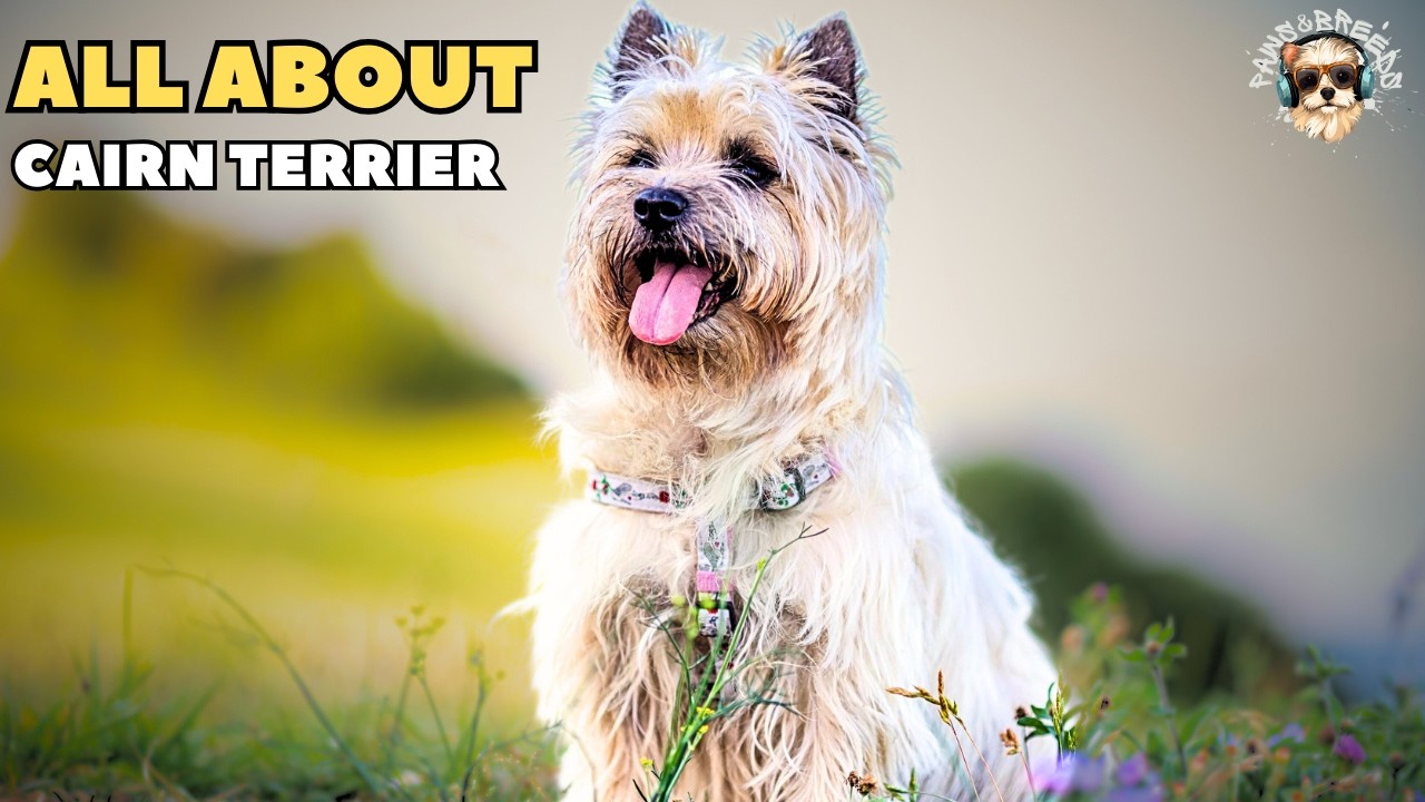 Discover the Amazing Secrets of the Cairn Terrier Dog Breed!