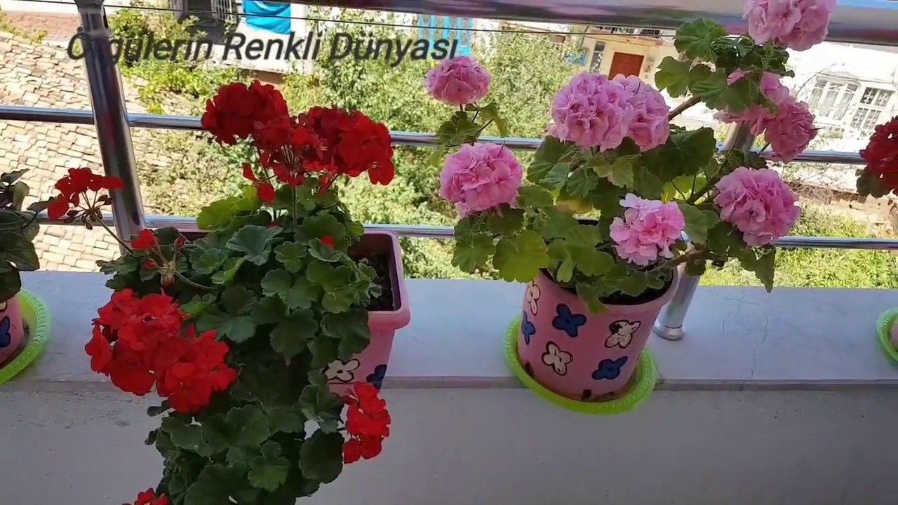 Çiçekleri Coşturan Besin Takviyesi adlı videonun Kısaltılmış Hali