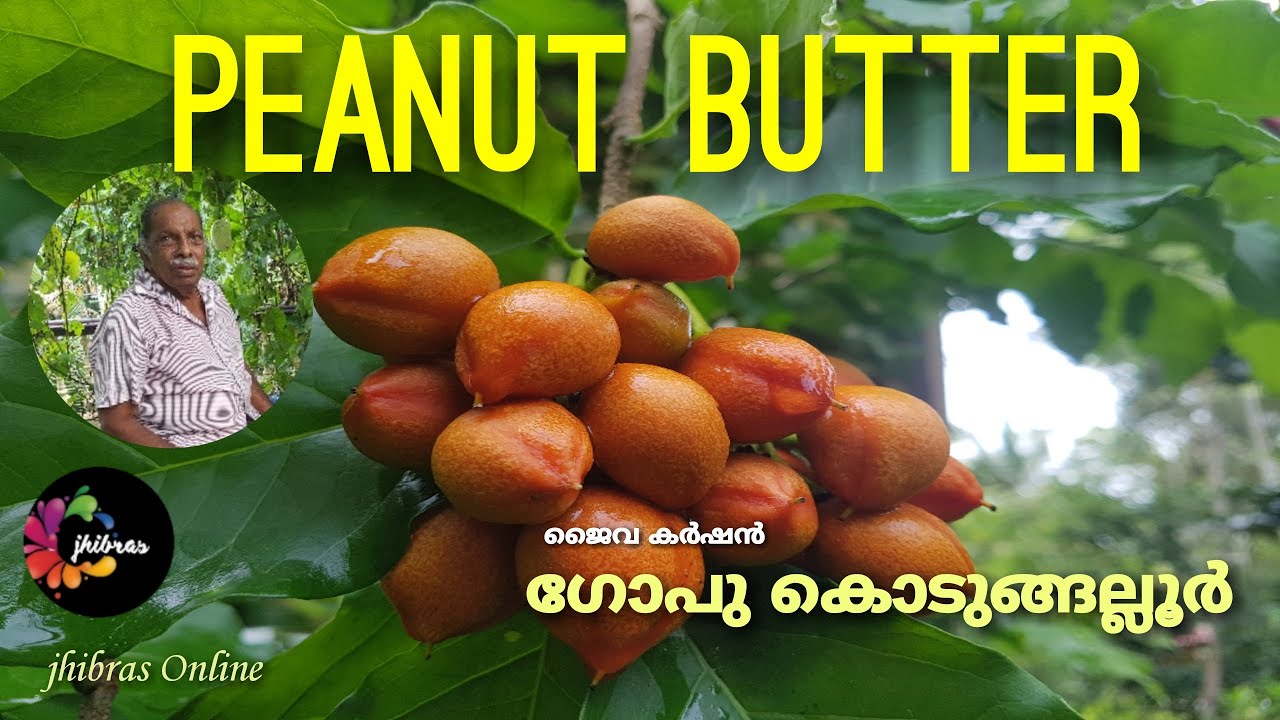 Peanut Butter Fruit / പീനട്ട് ബട്ടർ ഫ്രൂട്ട് വിശേങ്ങളുമായി Gopu Kodungallur  #Jhibras