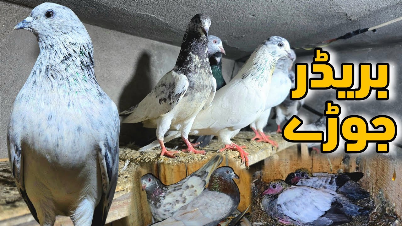 Breeding Progress || Golden Baby pigeons