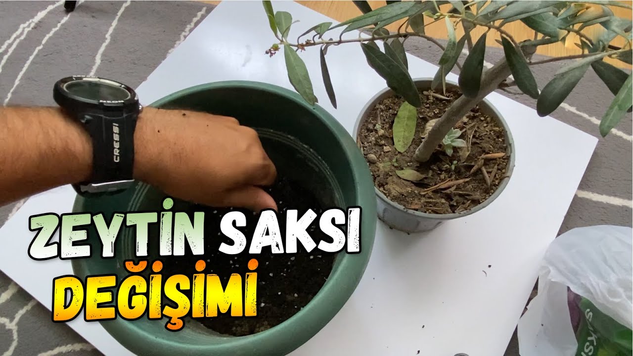 Zeytin Bitkisi Saksı Değişimi
