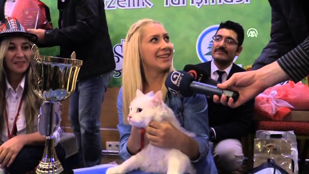 Anadolu Ajansı - En g&uuml;zel Ankara Kedisi 