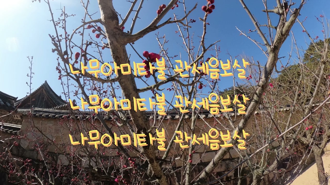 2026.2.8.일. #양산통도사 #통도사자장매