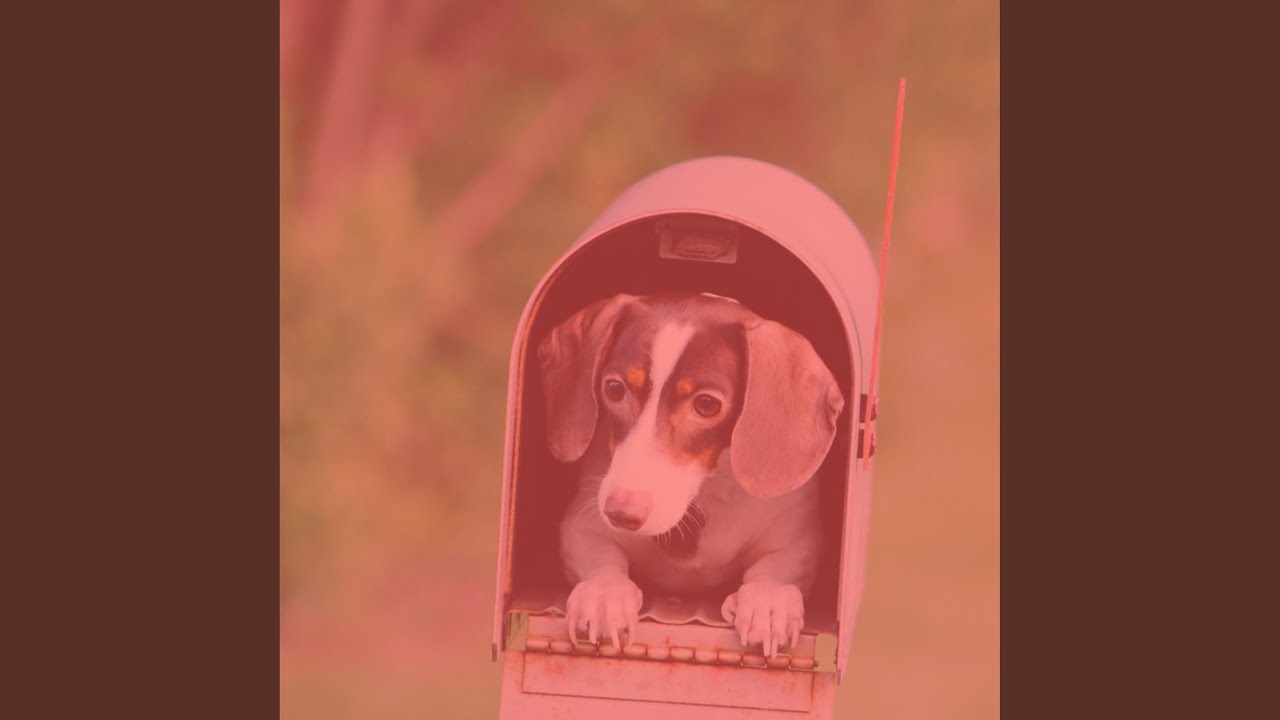 Fun Moods for Relaxing Pups