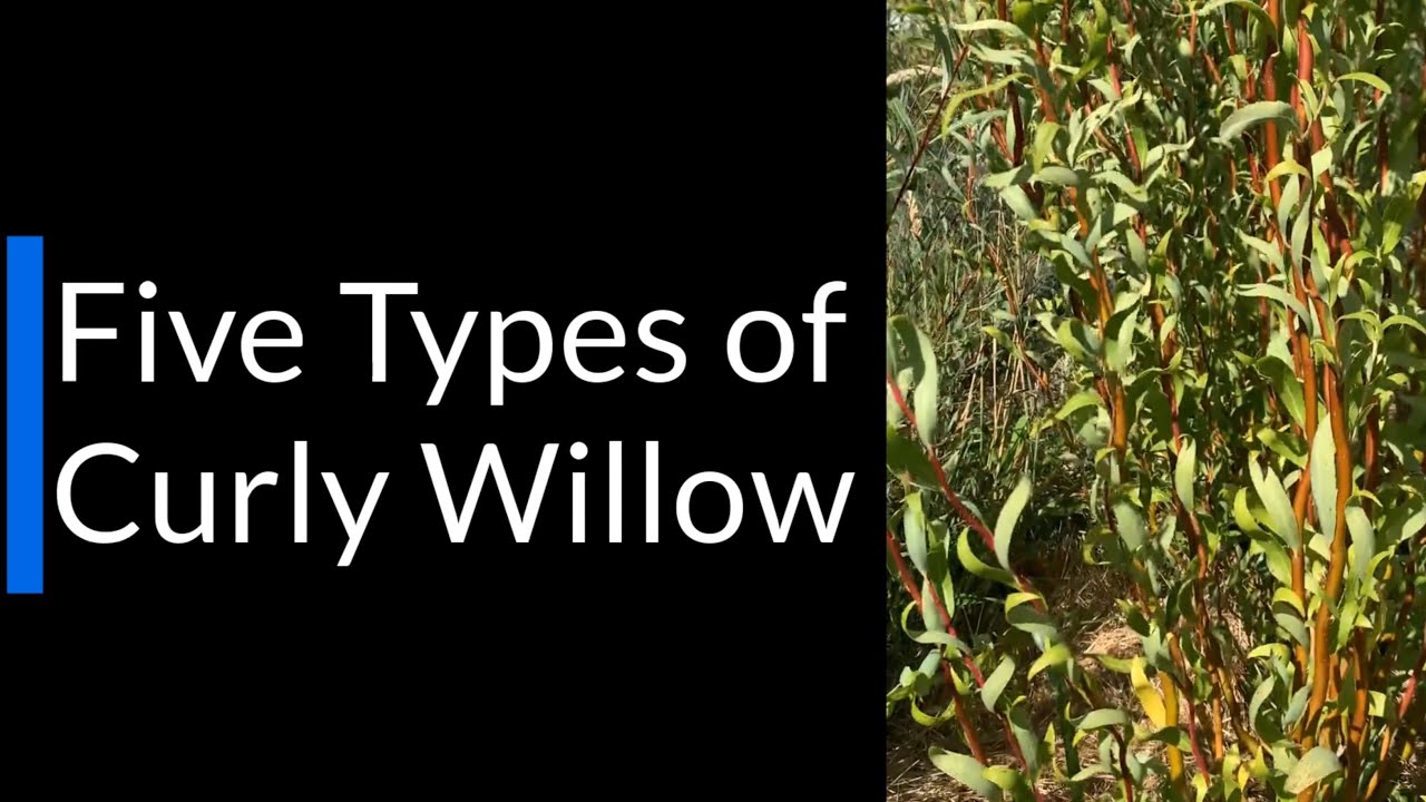 The Five Best Types of Curly Willow