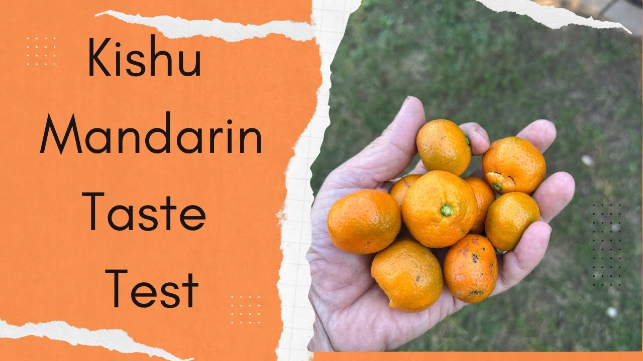 How good is the Kishu Mandarin?