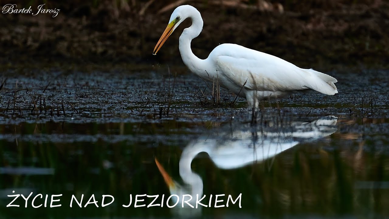 Życie nad jeziorkiem//fotografia przyrodnicza//wildlife photography//sony a7iv//sony 200-600