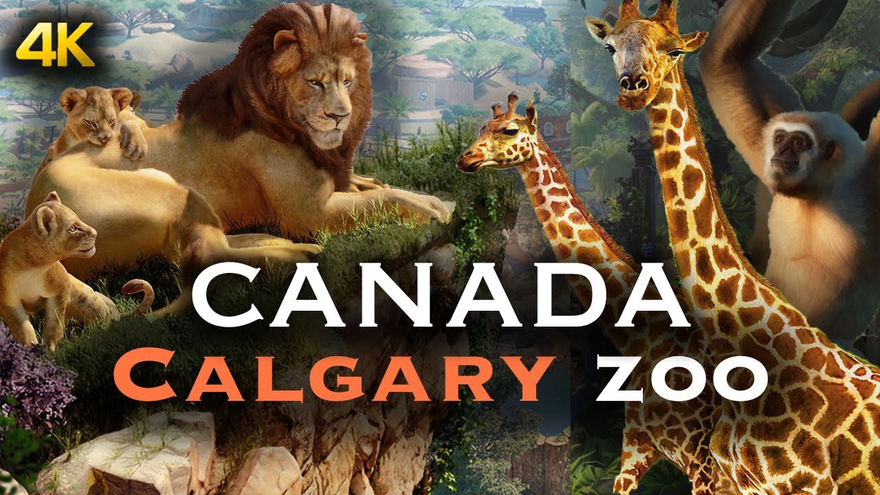 【4K】Calgary, Canada Zoo| Calgary downtown  | Calgary Zoo #canada #calgary #calgaryzoo  #zoo #lion