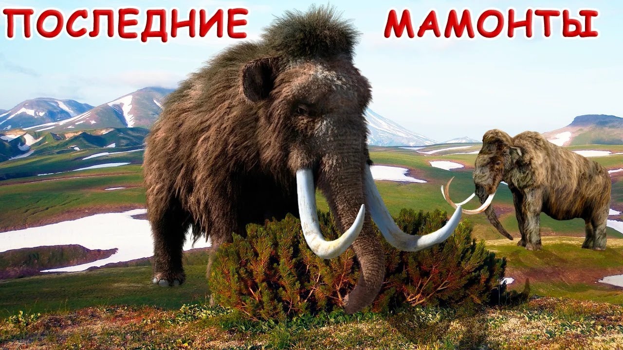 Последние мамонты острова Врангеля. Жизнь и вымирание шерстистых мамонтов