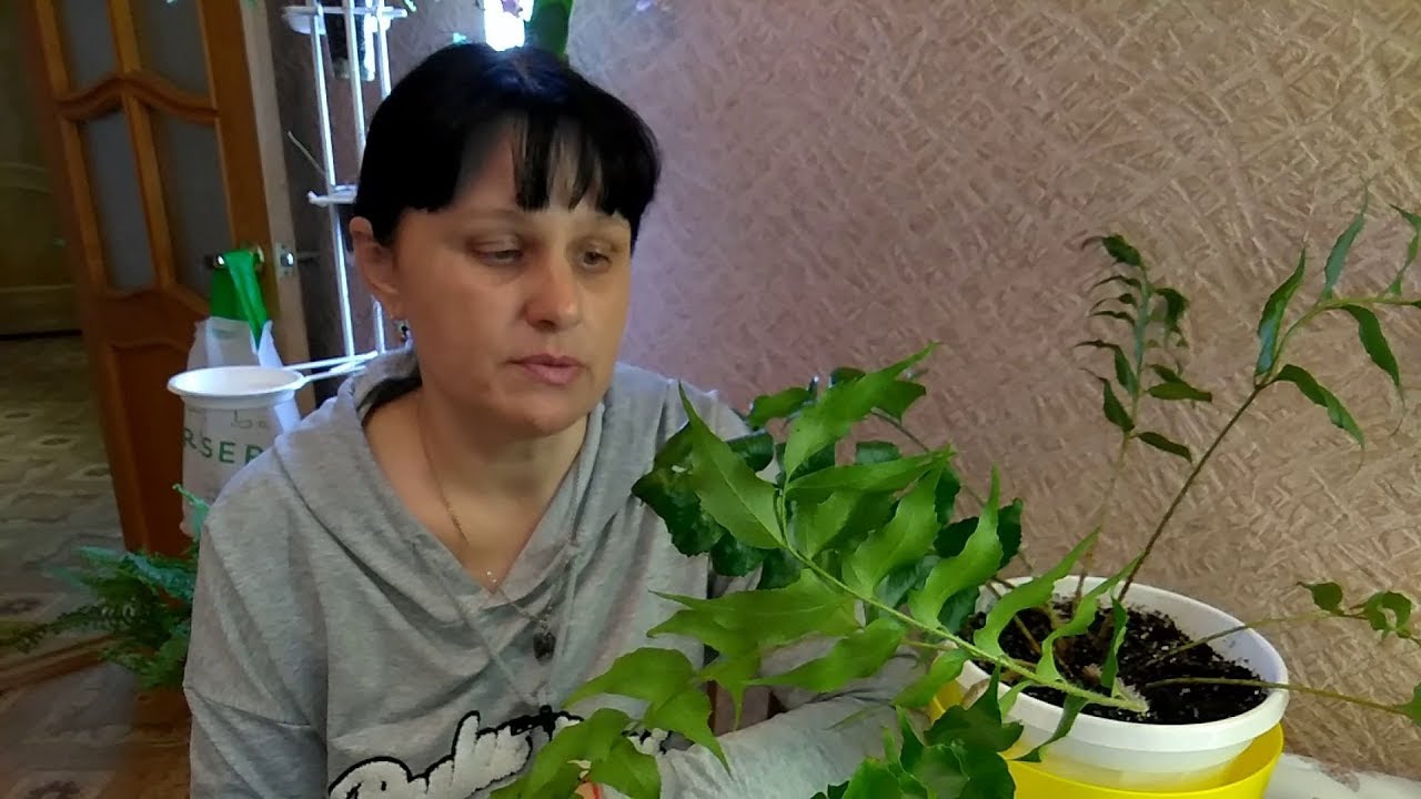Посев спор с папоротника Циртомиума серповидного