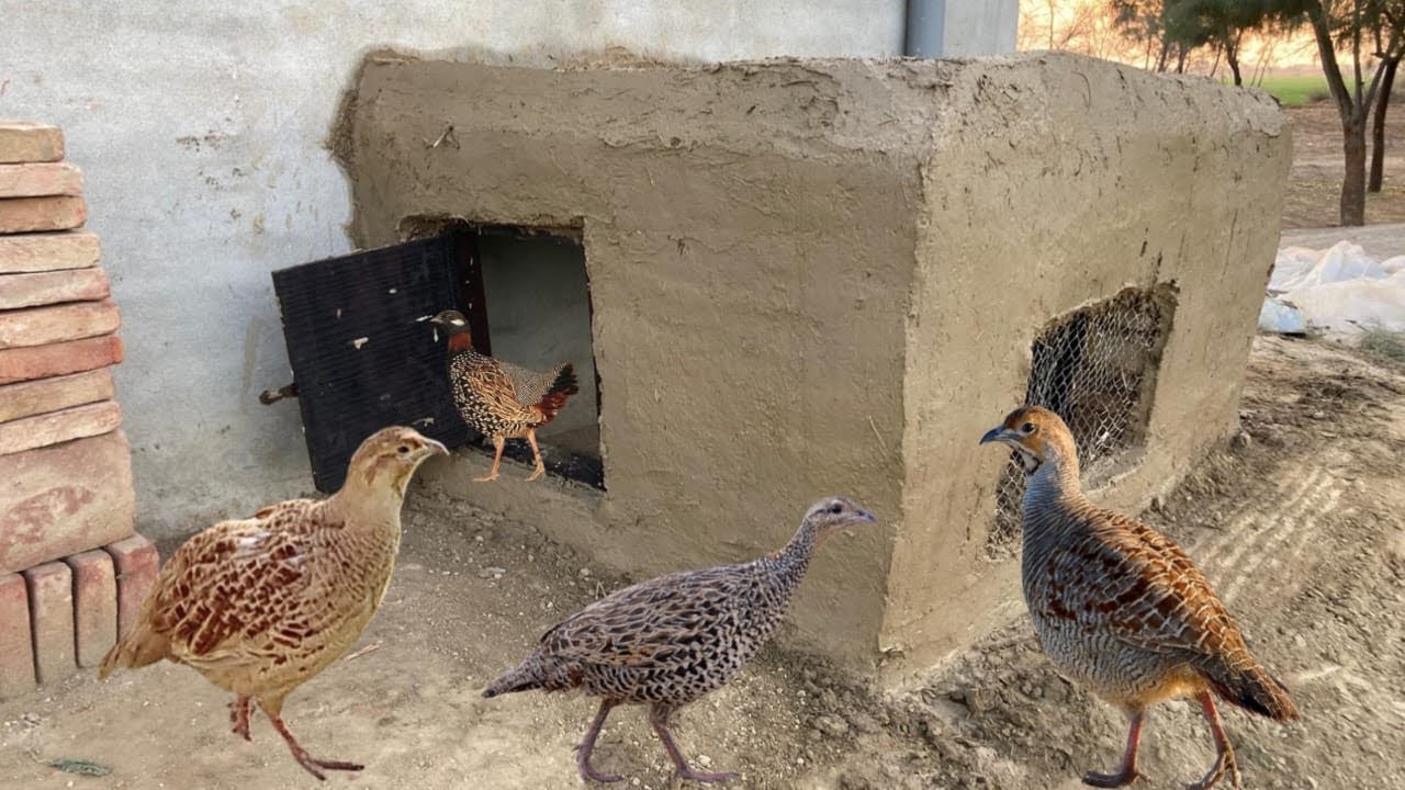 How to make small teetar colony in your home in 2027|Teetar ka ghr kese banaye