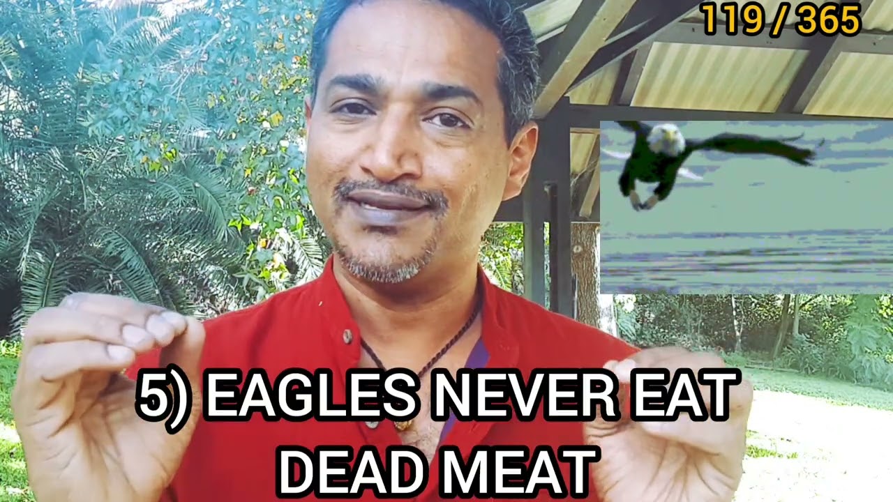 #Australia  #BobbyPhilips  #Eagle  | #119 / 365:  7 mentalities of an EAGLE for our daily life!