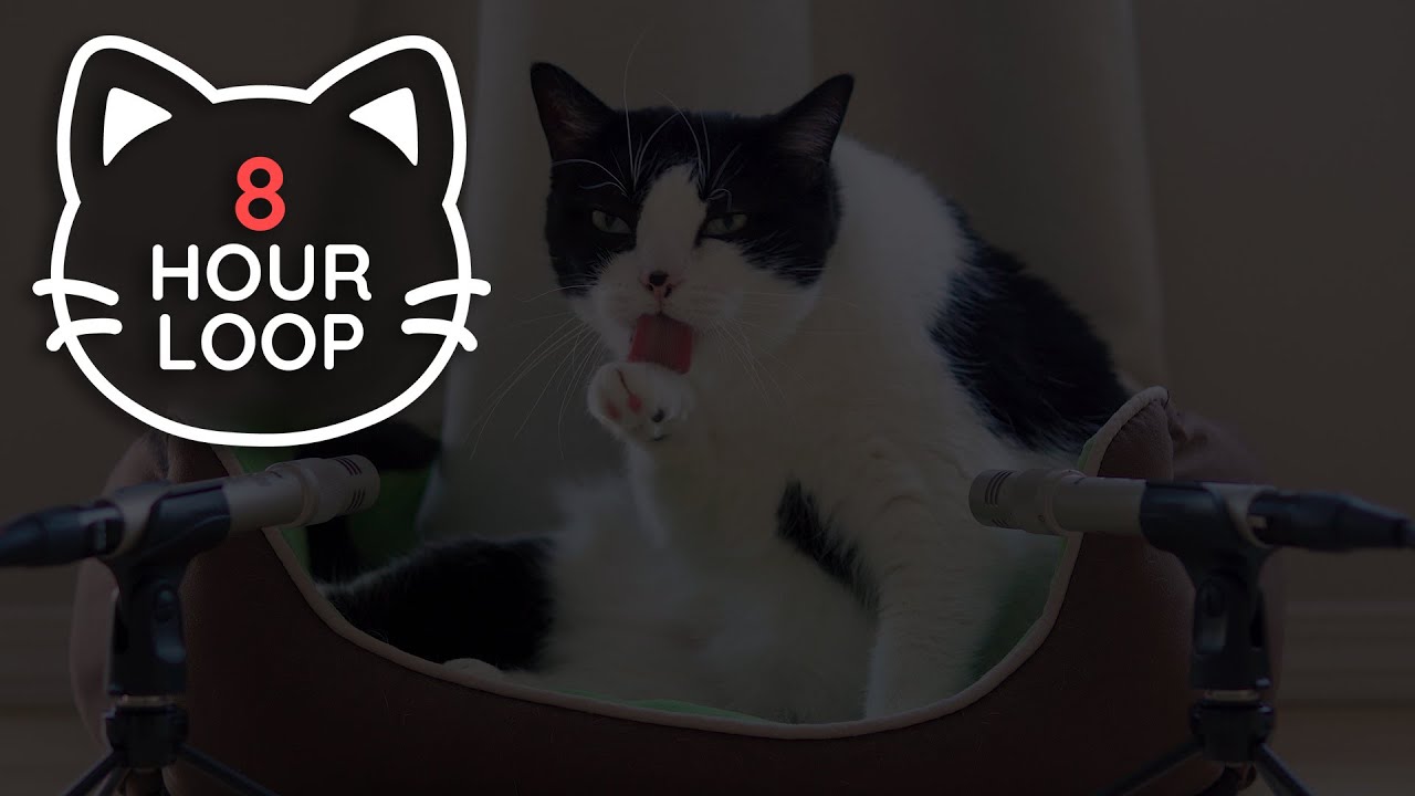 🎧 ASMR Cat Grooming 👅 #79 (8 HOUR LOOP, dark version)