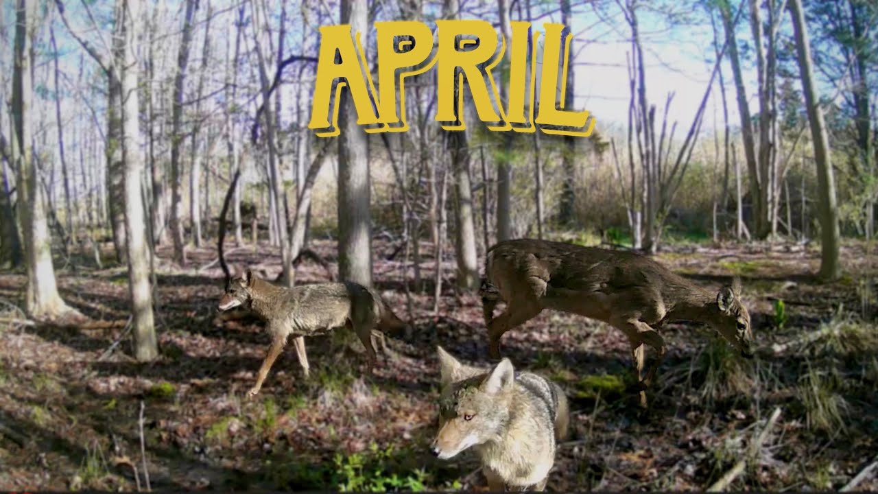 Best Trail Cam Moments of April 2025 |Massachusetts Wildlife
